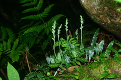 Goodyera daibuzanensis