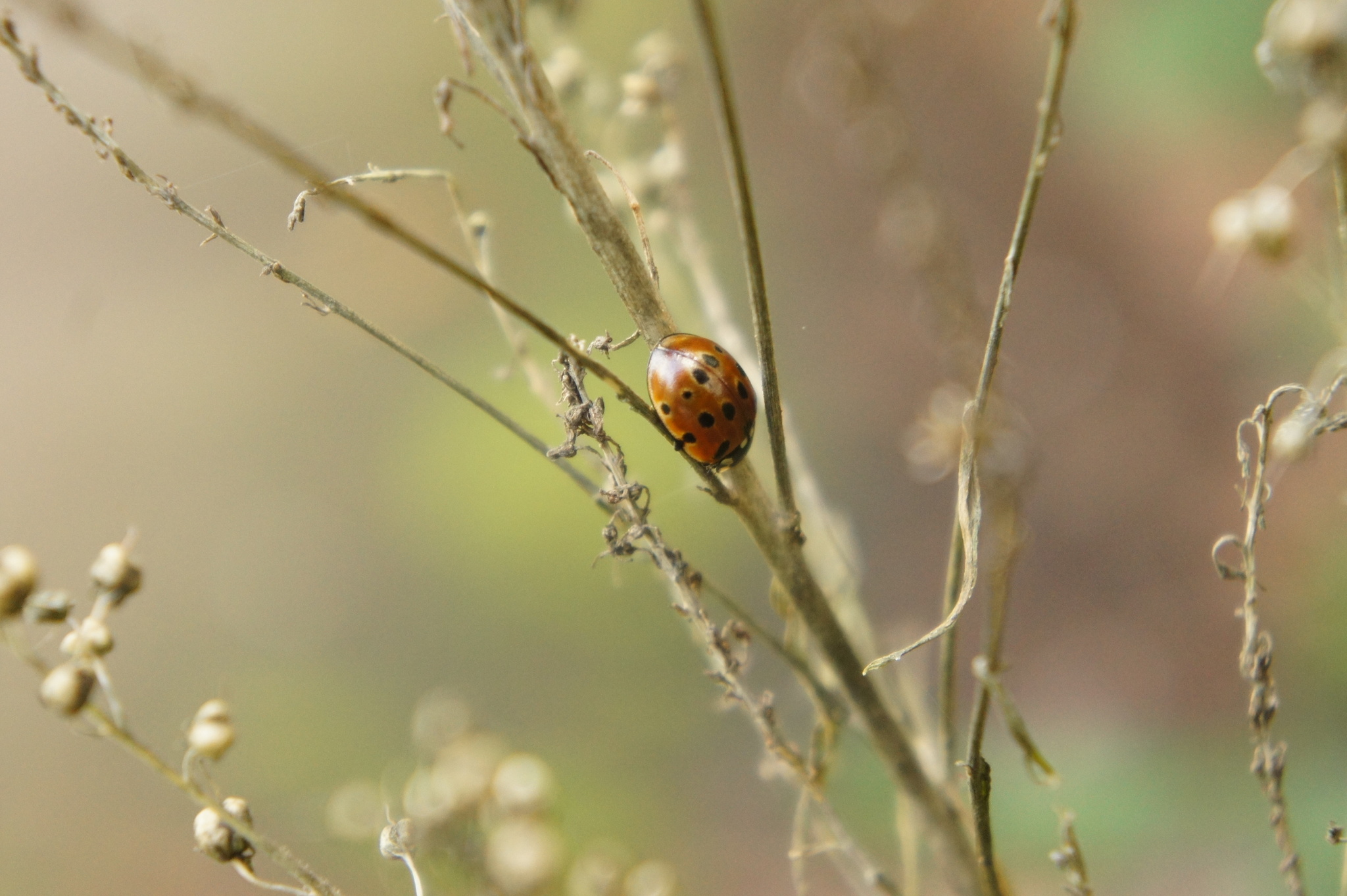 Anatis ocellata