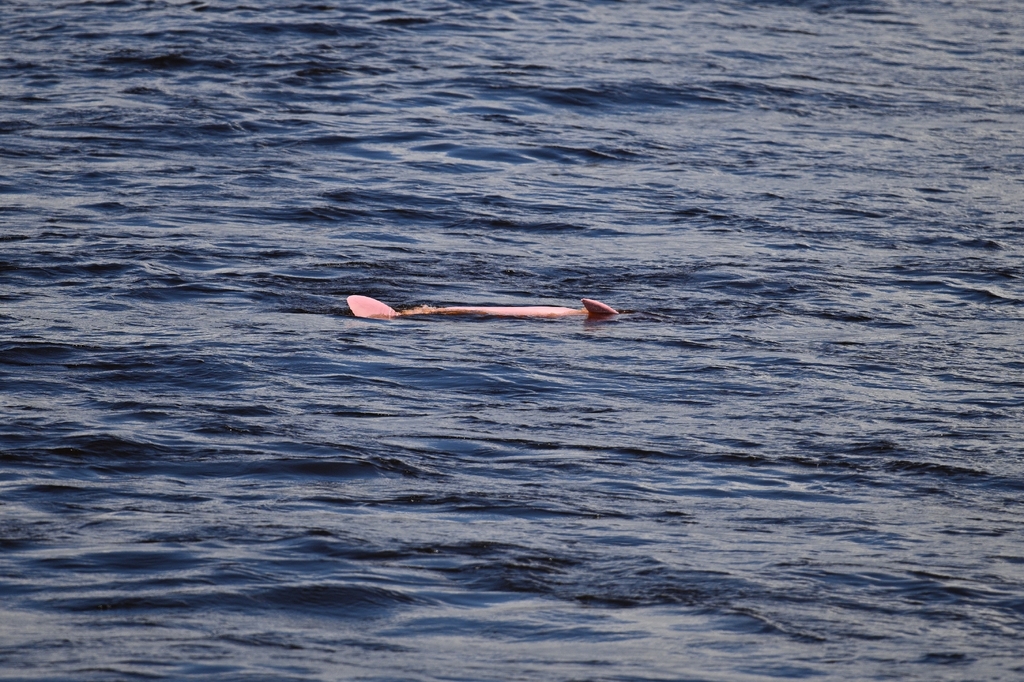 Amazon river dolphin showing a pink back and small fin at the surface of dark water
