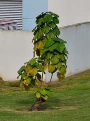Thespesia grandiflora
