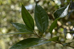 Sarcococca coriacea