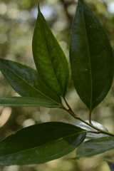 Sarcococca coriacea