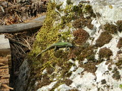 Podarcis muralis nigriventris