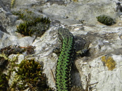Podarcis muralis nigriventris