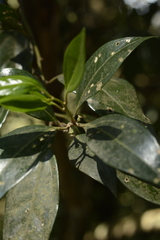 Sarcococca coriacea