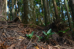 Goodyera daibuzanensis