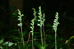 Goodyera daibuzanensis