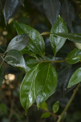 Sarcococca coriacea