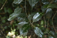Sarcococca coriacea