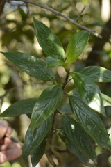 Hedyotis articularis