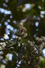 Hedyotis articularis