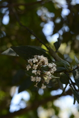 Hedyotis articularis