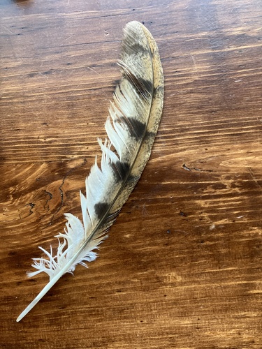 View observation of {o.common_name} on iNaturalist