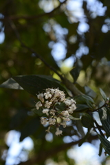 Hedyotis articularis