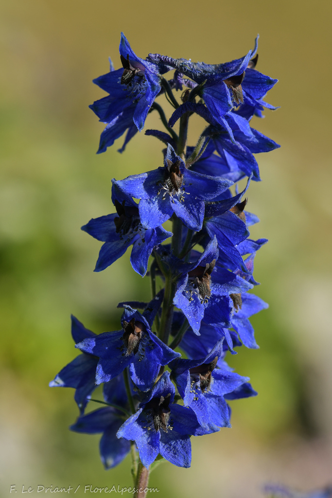 Delphinium dubium