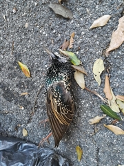 Sturnus vulgaris