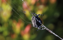 Caerostris sexcuspidata