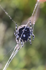 Caerostris sexcuspidata