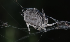 Caerostris sexcuspidata