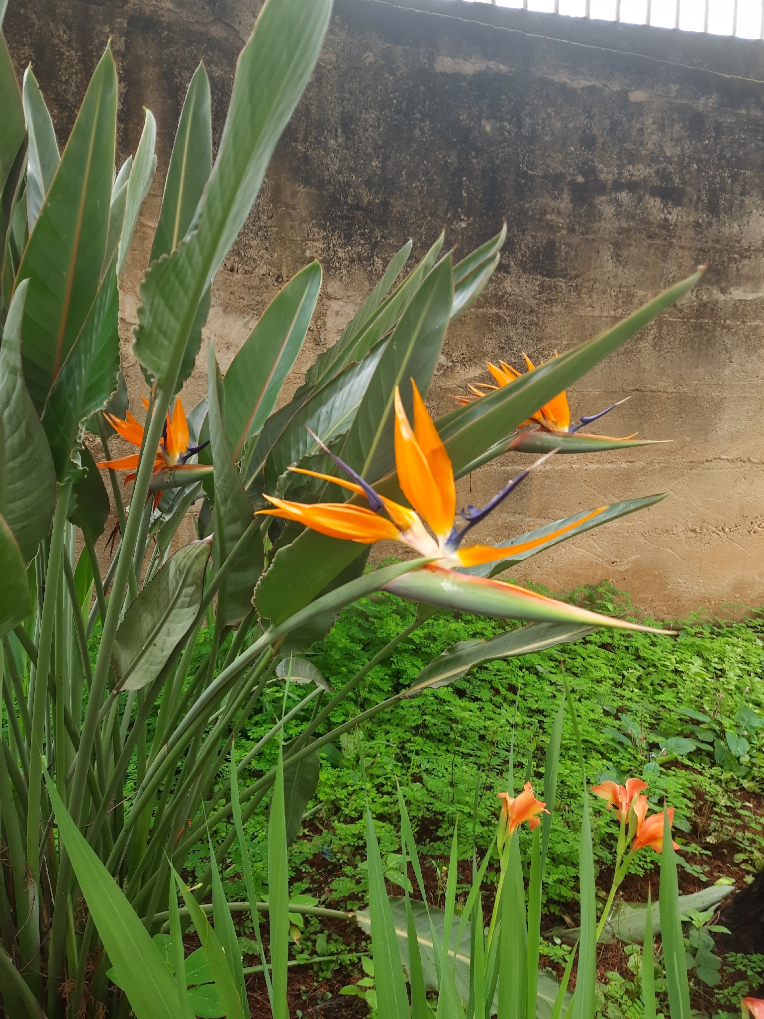 Strelitzia reginae