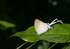 Cheritra freja evansi