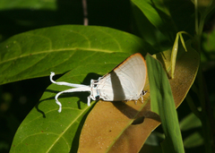 Cheritra freja evansi