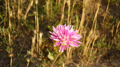 Gomphrena pulchella