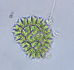 Hydrodictyaceae