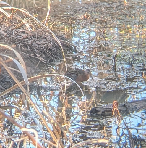 King Rail (Rallus elegans)