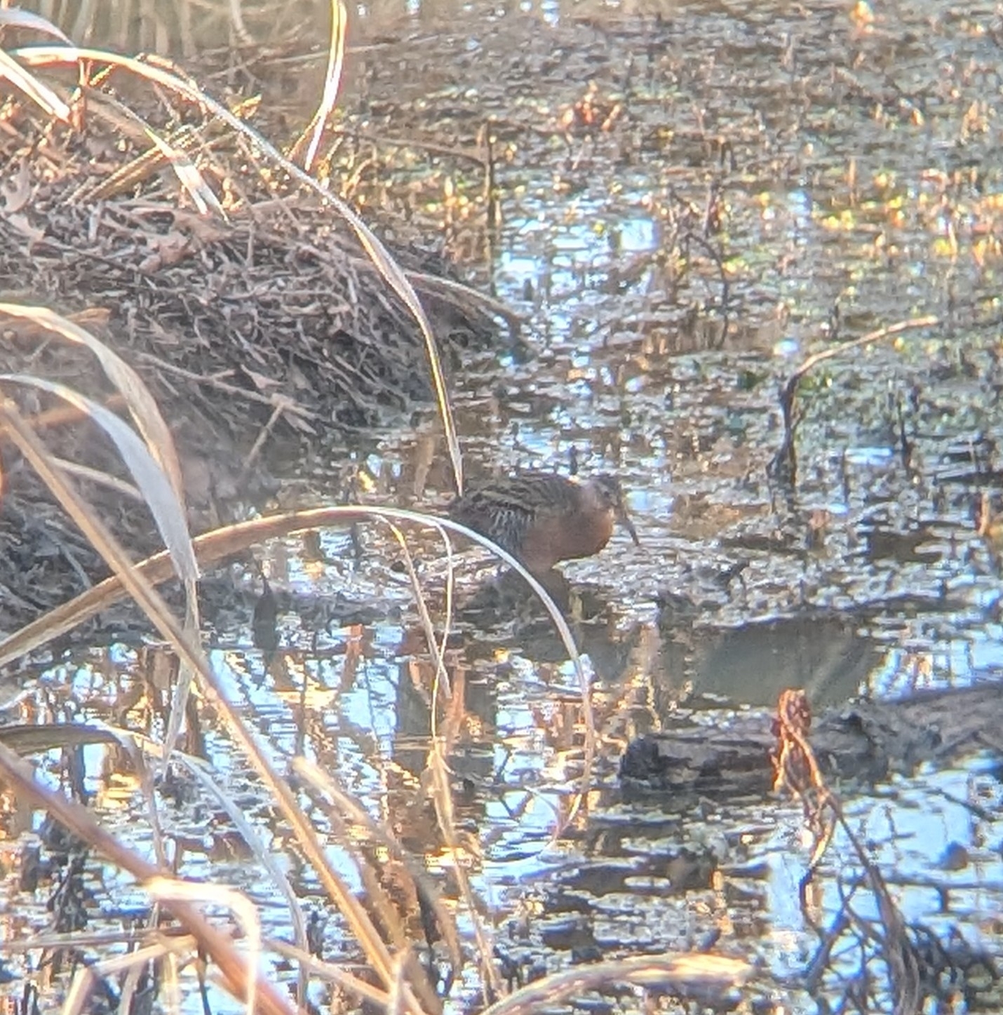 King Rail (Rallus elegans), photo 1