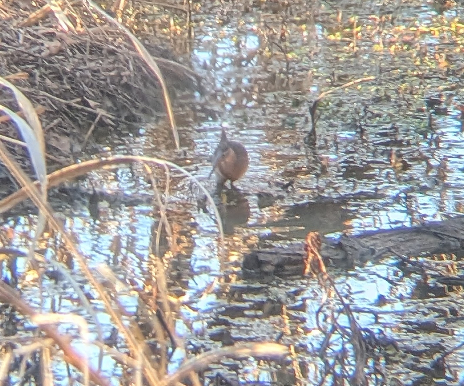 King Rail (Rallus elegans), photo 2
