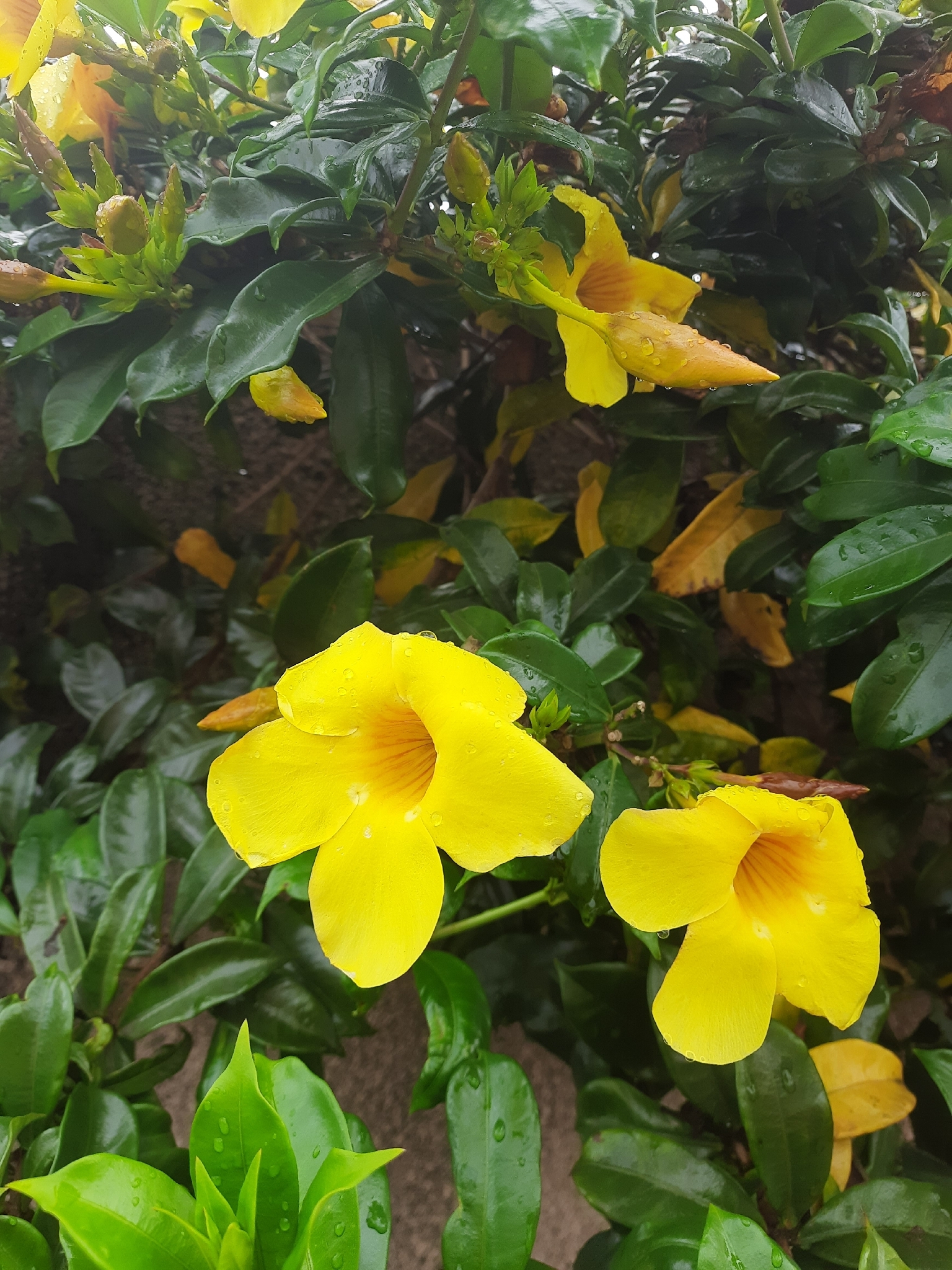 Allamanda cathartica