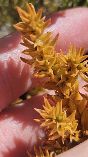 Hairy Rootthug (Thesium hirtum)