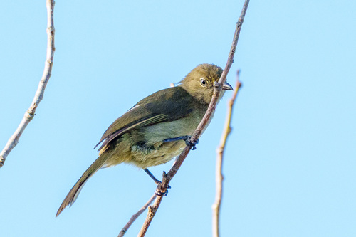 Sombre Greenbul (Andropadus importunus), photo 3