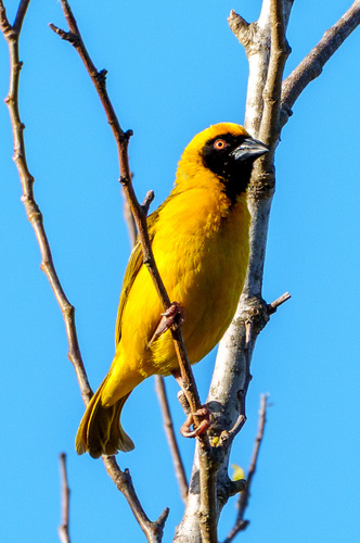 Southern Masked Weaver (Ploceus velatus), photo 3