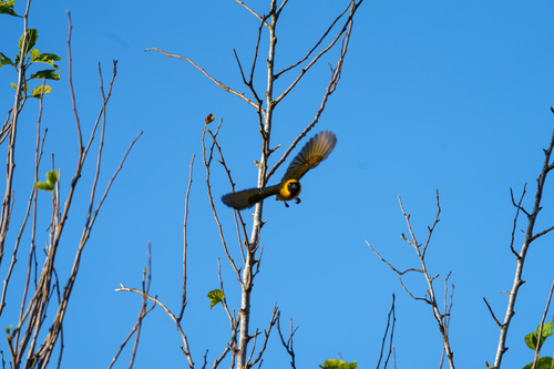 Southern Masked Weaver (Ploceus velatus), photo 2