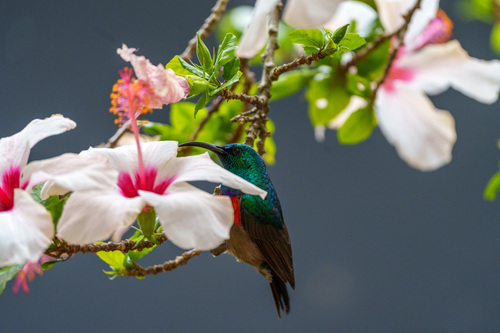 Greater Double-collared Sunbird (Cinnyris afer), photo 3