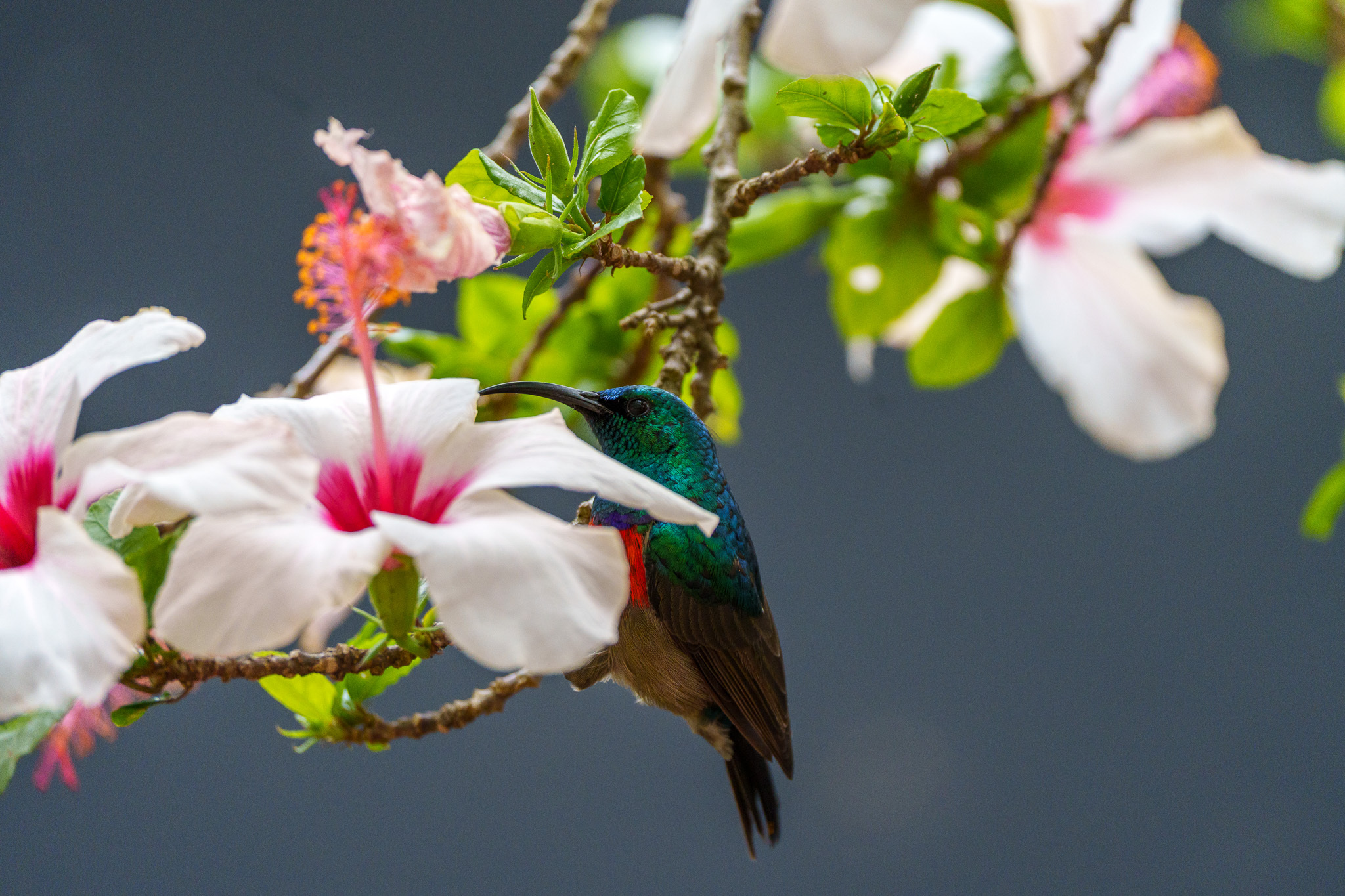 Greater Double-collared Sunbird (Cinnyris afer), photo 3