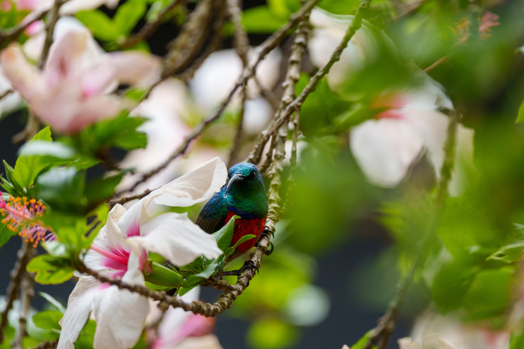 Greater Double-collared Sunbird (Cinnyris afer), photo 4
