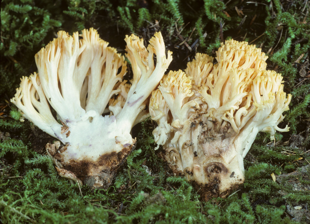 Ramaria amyloidea