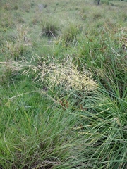 Sorghastrum setosum