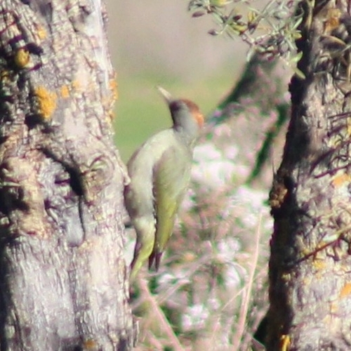 Iberian Green Woodpecker (Picus sharpei)