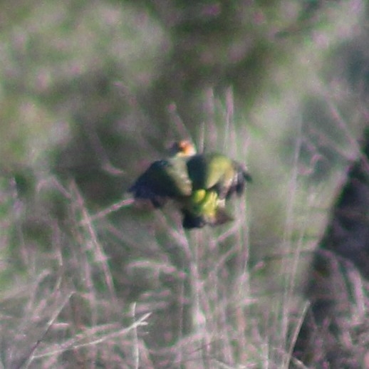Iberian Green Woodpecker (Picus sharpei), photo 2