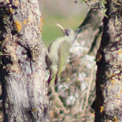 Iberian Green Woodpecker (Picus sharpei), photo 3