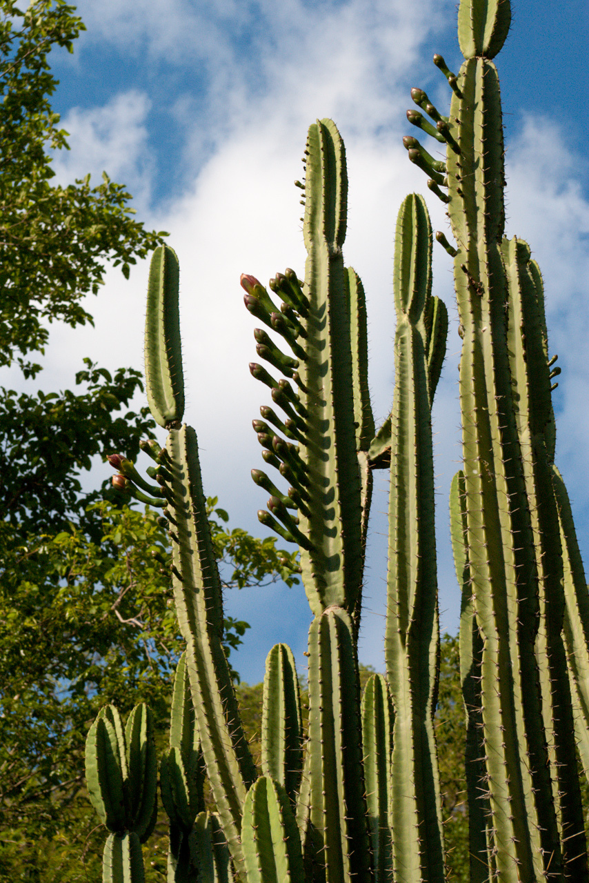 Cereus hankeanus