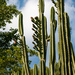 Cereus hankeanus - Photo (c) Martin Lowry, some rights reserved (CC BY-NC), uploaded by Martin Lowry
