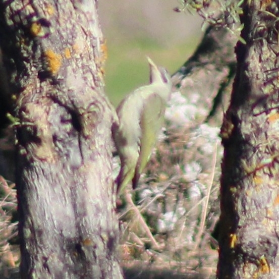 Iberian Green Woodpecker (Picus sharpei), photo 4