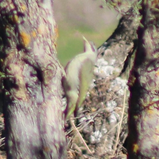 Iberian Green Woodpecker (Picus sharpei), photo 5