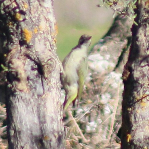 Iberian Green Woodpecker (Picus sharpei), photo 6