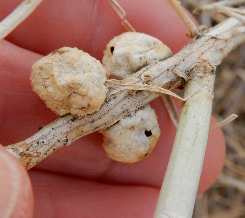 Bubble-gall tephritid